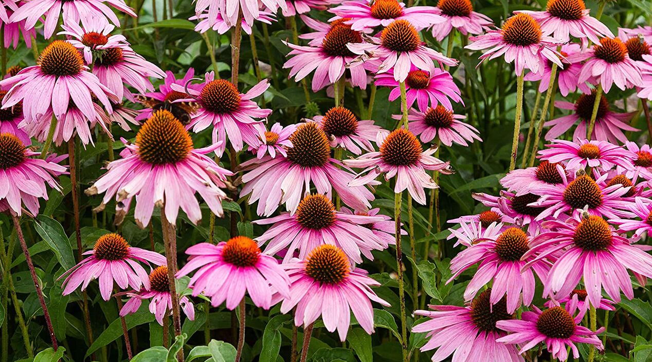 echinacea em Fungostop Plus